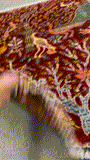 27823-Chobi Ziegler Handmade/Hand-knotted Afghan Rug/Carpet Tribal/Nomadic Authentic/ Size: 4'1" x 2'8" / 125cm x 81cm